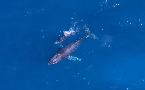 volez et observez un baleine